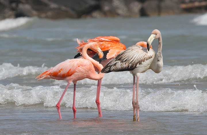 Flamingos in Wisconsin? Birds' visit a first for state | News, Sports, Jobs - Vimarsana News
