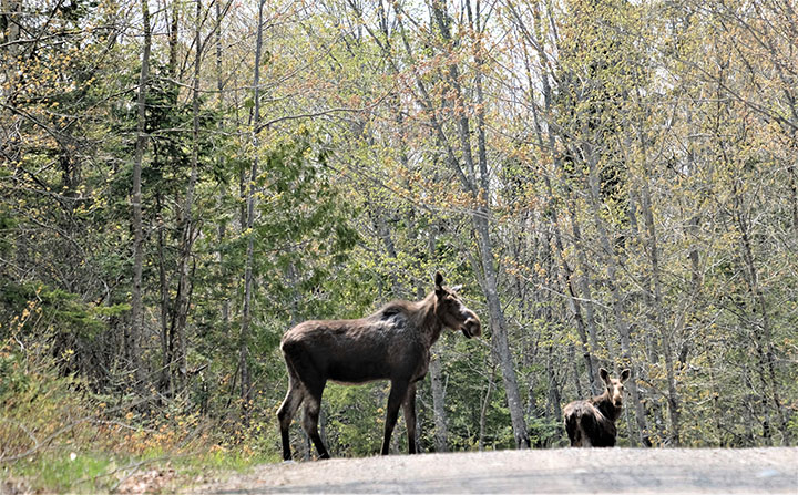 Grants boost Michigamme Highlands project | News, Sports, Jobs - Vimarsana News