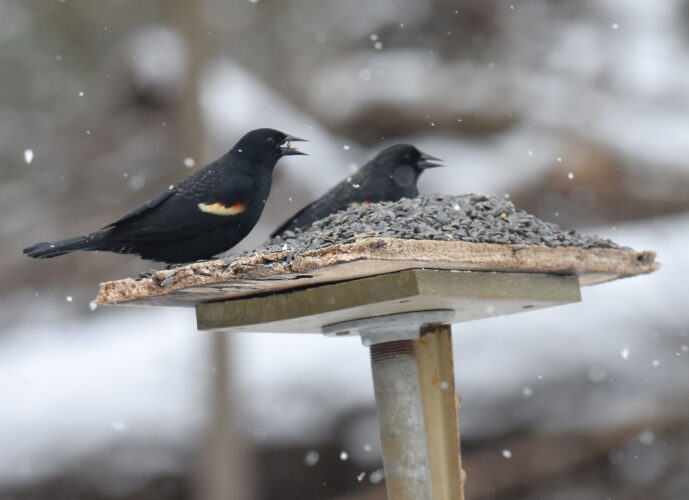 Spring goes into reverse, puts brakes on migration | News, Sports, Jobs - Vimarsana News