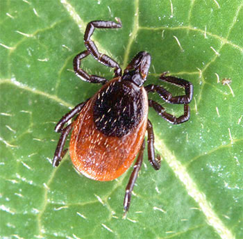 Climate change makes ticks a year-round pest in Michigan | News, Sports, Jobs - Vimarsana News