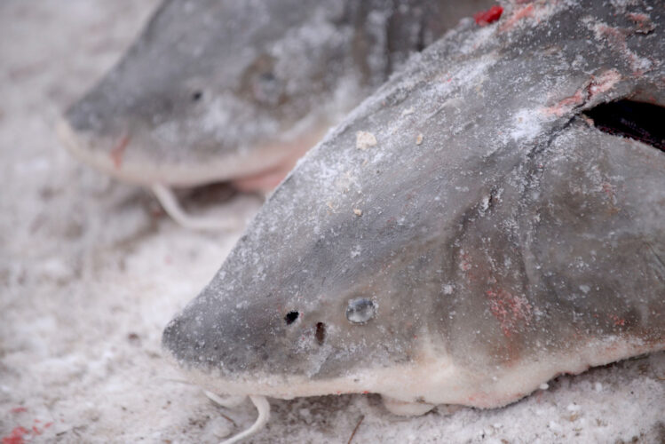 Lake sturgeon not endangered, US says, despite concerns from conservationists | News, Sports, Jobs - Vimarsana News