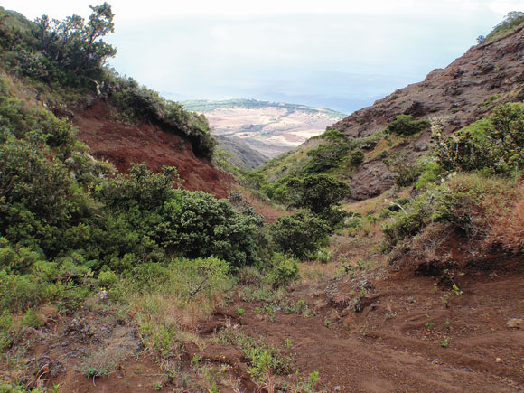 Hawaiian Electric grant helps restoration of West Maui forest | News, Sports, Jobs - Vimarsana News