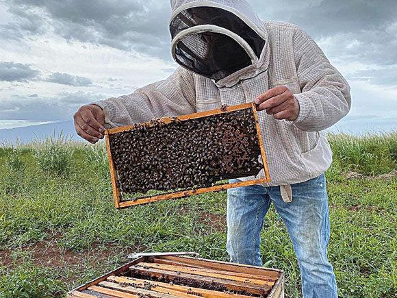 Maui Bee Tour moves to new farm in Lahaina | News, Sports, Jobs - Vimarsana News