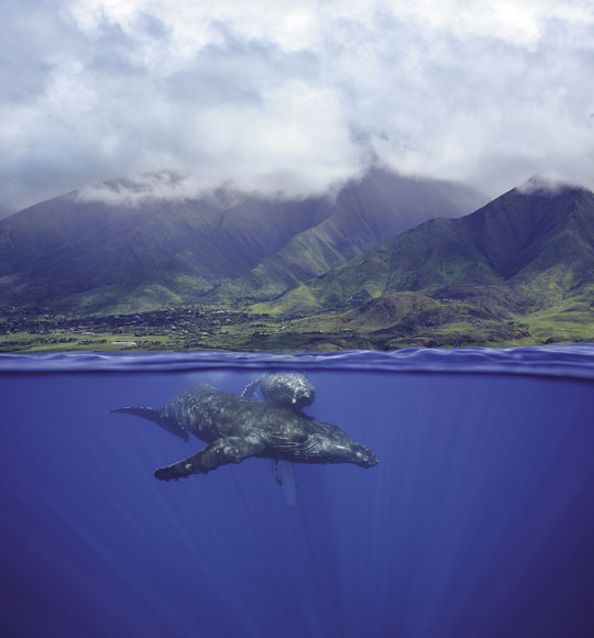 Celebrate the return of humpback whales | News, Sports, Jobs - Vimarsana News