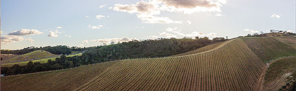 Patrimony Wine Dinner set at Cane & Canoe | News, Sports, Jobs - Vimarsana News