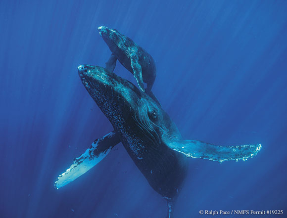Experience the world of whales during the 17th annual Whale Tales | News, Sports, Jobs - Vimarsana News
