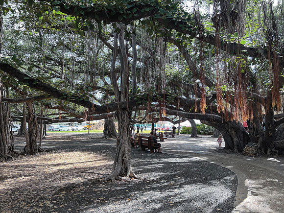 Event to celebrate the Lahaina Banyan Tree's 150th birthday | News, Sports, Jobs - Vimarsana News
