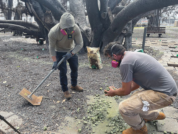 Lahaina's historic Banyan Tree shows signs of life | News, Sports, Jobs - Vimarsana News
