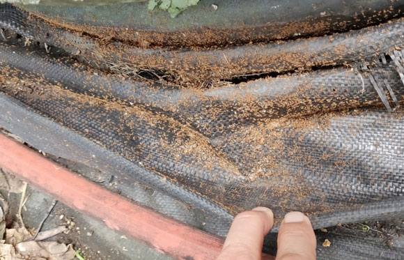 Hawaiʻi residents can help stop the spread of invasive ants | News, Sports, Jobs - Vimarsana News