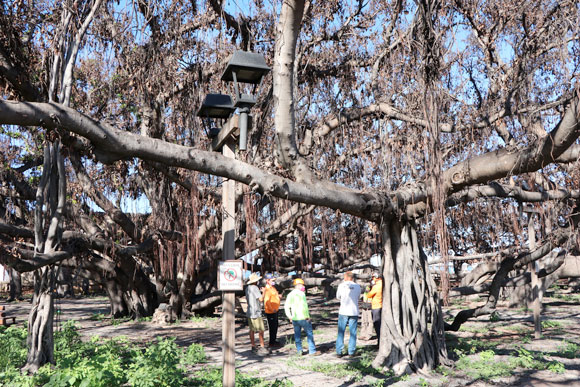 Arborists debunk tree cutting advice following Maui wildfires | News, Sports, Jobs - Vimarsana News