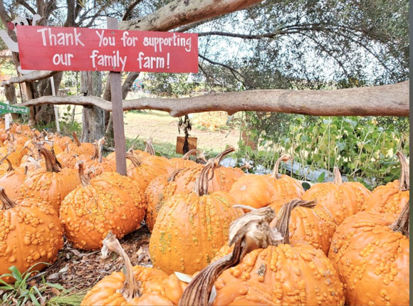 Kula Country Farms' Pumpkin Patch for Kamaʻāina set for Sunday | News, Sports, Jobs - Vimarsana News