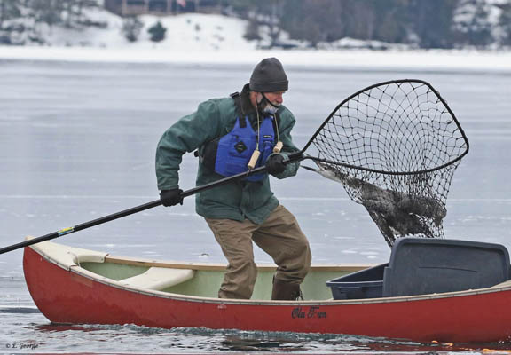 Three loons saved from ice and eagles | News, Sports, Jobs - Vimarsana News