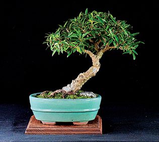Bonsai Show and Sale returns for 40th year | News, Sports, Jobs - Vimarsana News