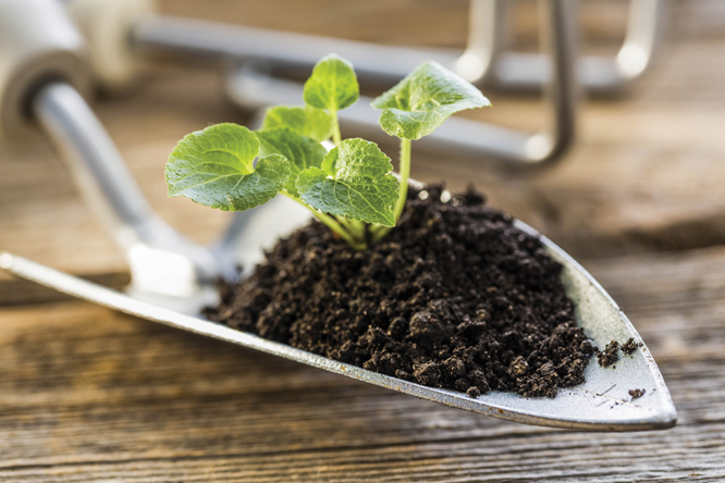 Gardening Classes and Talks offered at Edison and Ford Winter Estates | News, Sports, Jobs - Vimarsana News