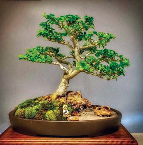 Bonsai Society of Southwest Florida to hold its annual auction April 16 | News, Sports, Jobs - Vimarsana News