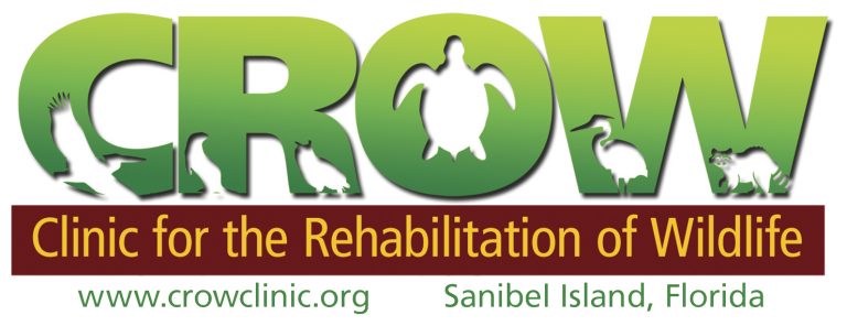 Raccoon, osprey euthanized after being shot | News, Sports, Jobs - Vimarsana News