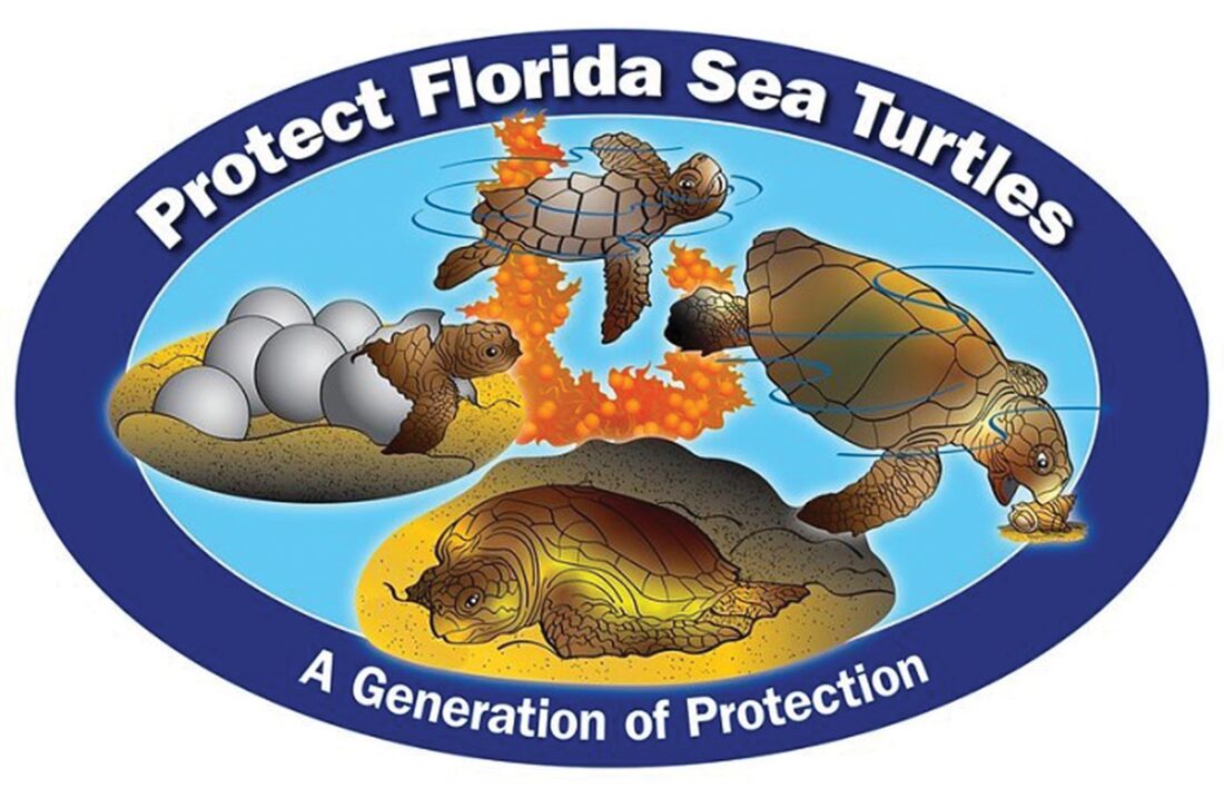 FWC: Share the beach with sea turtles this holiday weekend | News, Sports, Jobs - Vimarsana News