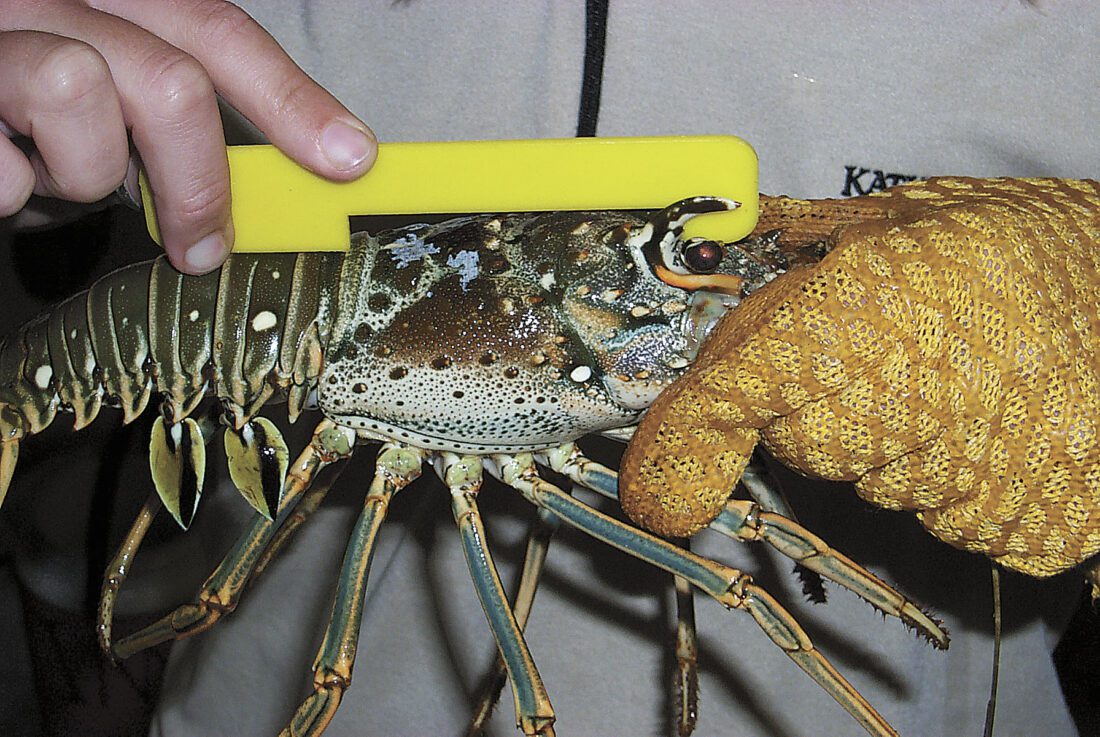 Spiny lobster season to open Aug. 6 | News, Sports, Jobs - Vimarsana News