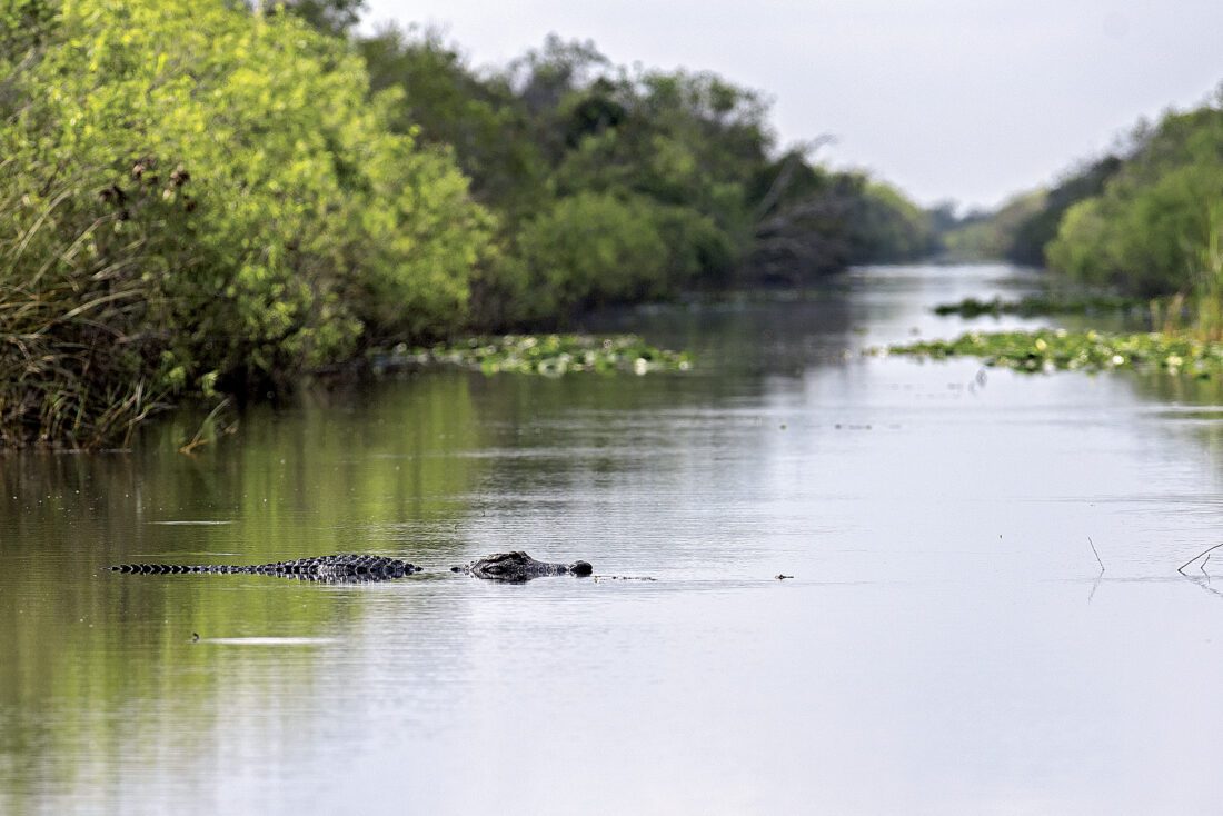 FWC: Learn how to be alligator aware | News, Sports, Jobs - Vimarsana News