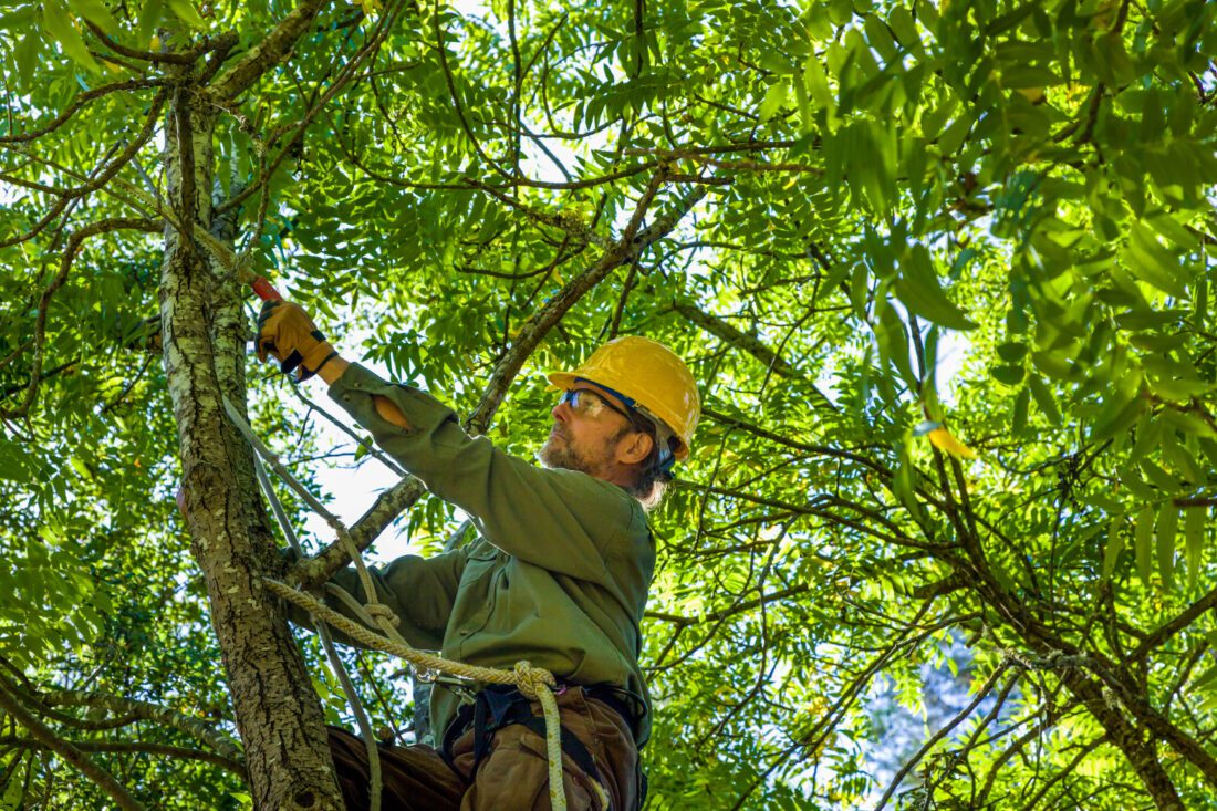 Labor Day weekend offers opportunity for yard preparations before peak hurricane season | News, Sports, Jobs - Vimarsana News
