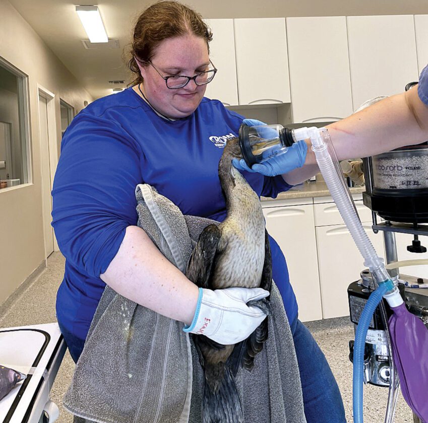 CROW finds temporary home at ARC in North Fort Myers | News, Sports, Jobs - Vimarsana News