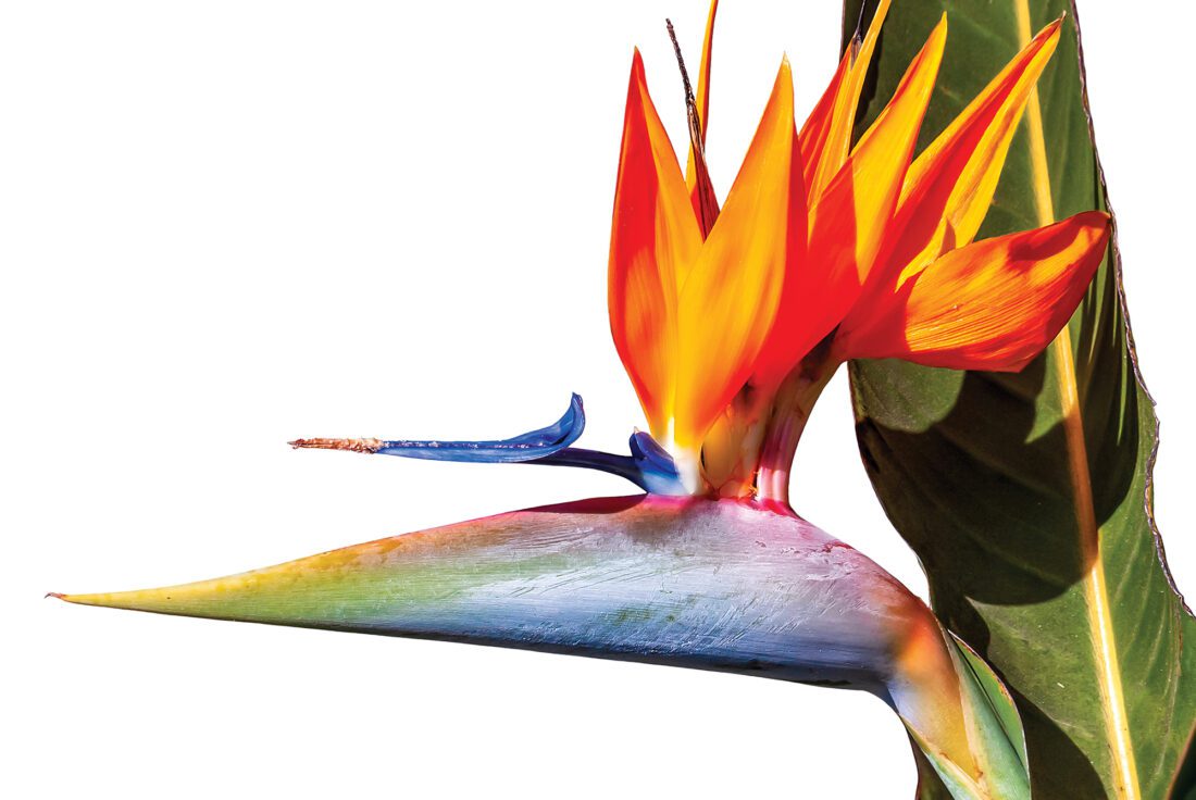 Edison and Ford Winter Estates to host annual Spring Garden Festival | News, Sports, Jobs - Vimarsana News
