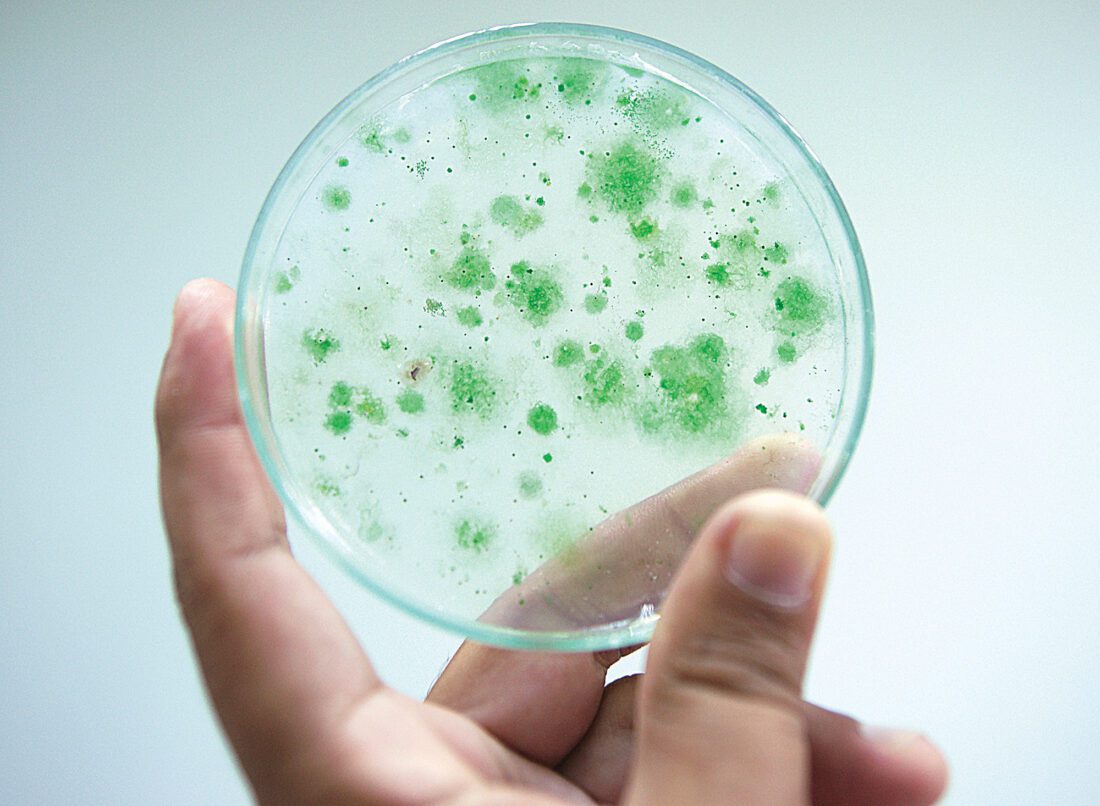 Donalds introduces Combat Harmful Algal Blooms Act | News, Sports, Jobs - Vimarsana News