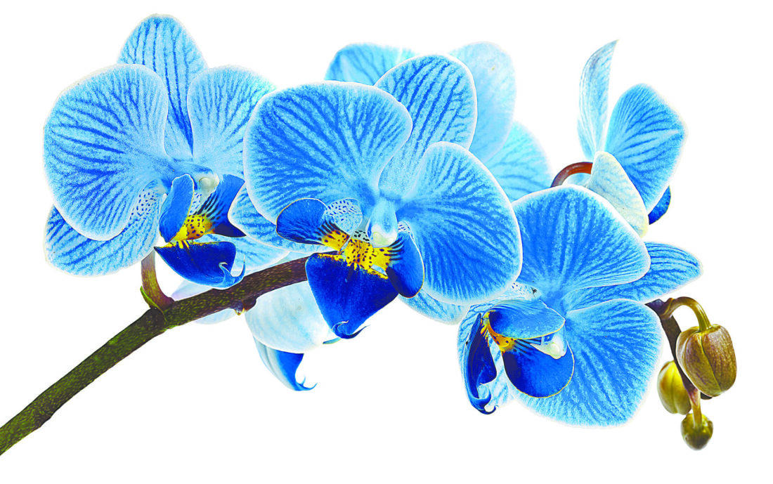 "Grow Fort Myers" Plant Sale and Orchid Symposium at Edison and Ford Winter Estates | News, Sports, Jobs - Vimarsana News