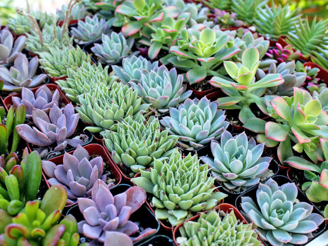 Public invited to Succulent Night at senior center | News, Sports, Jobs - Vimarsana News