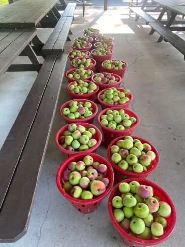 Apples galore at Reedsville festival | News, Sports, Jobs - Vimarsana News