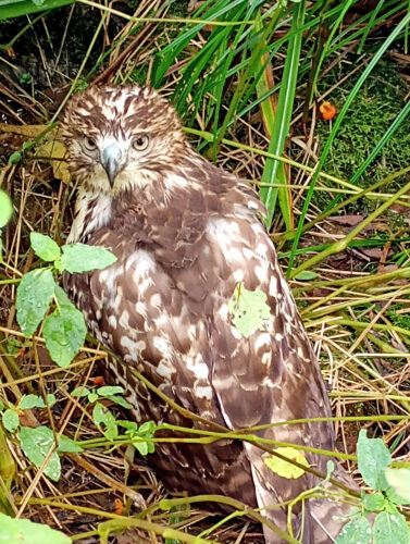 Mother-daughter duo share quite a 'tail' to rescue young hawk | News, Sports, Jobs - Vimarsana News