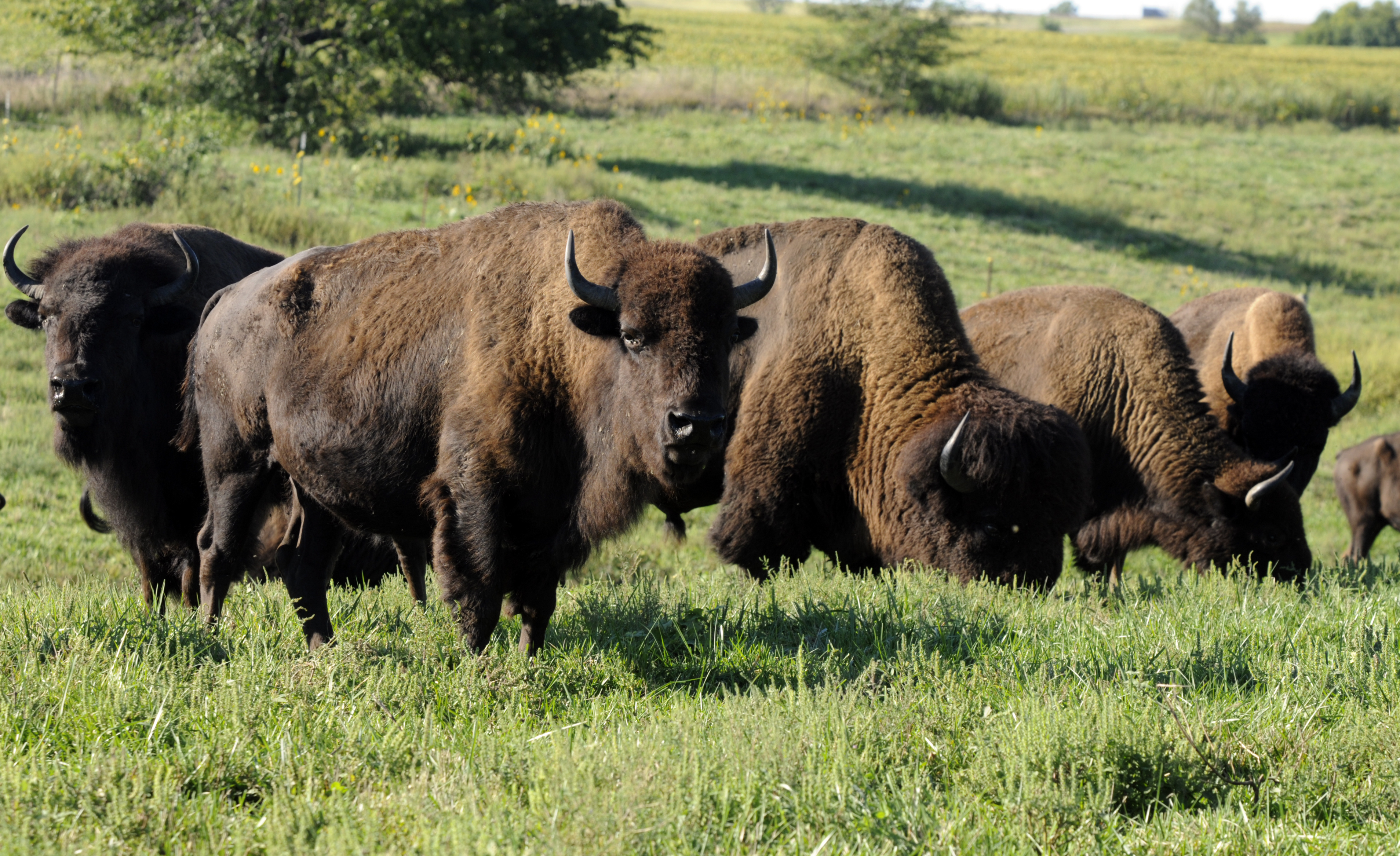 Kaw Valley Farm Tour to feature familyowned bison ranch News, Sports