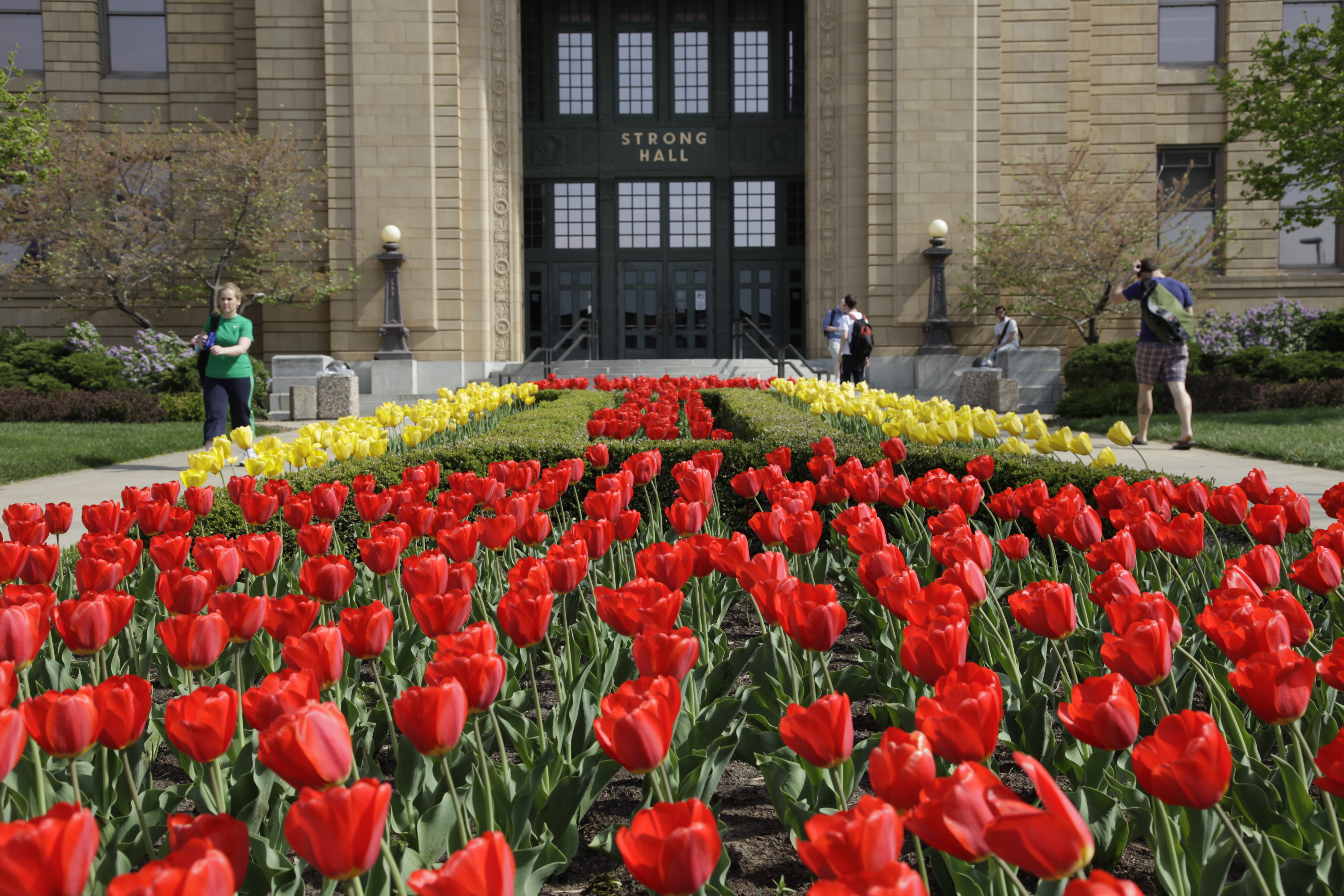 Tulips show off spring’s bold colors News, Sports, Jobs Lawrence