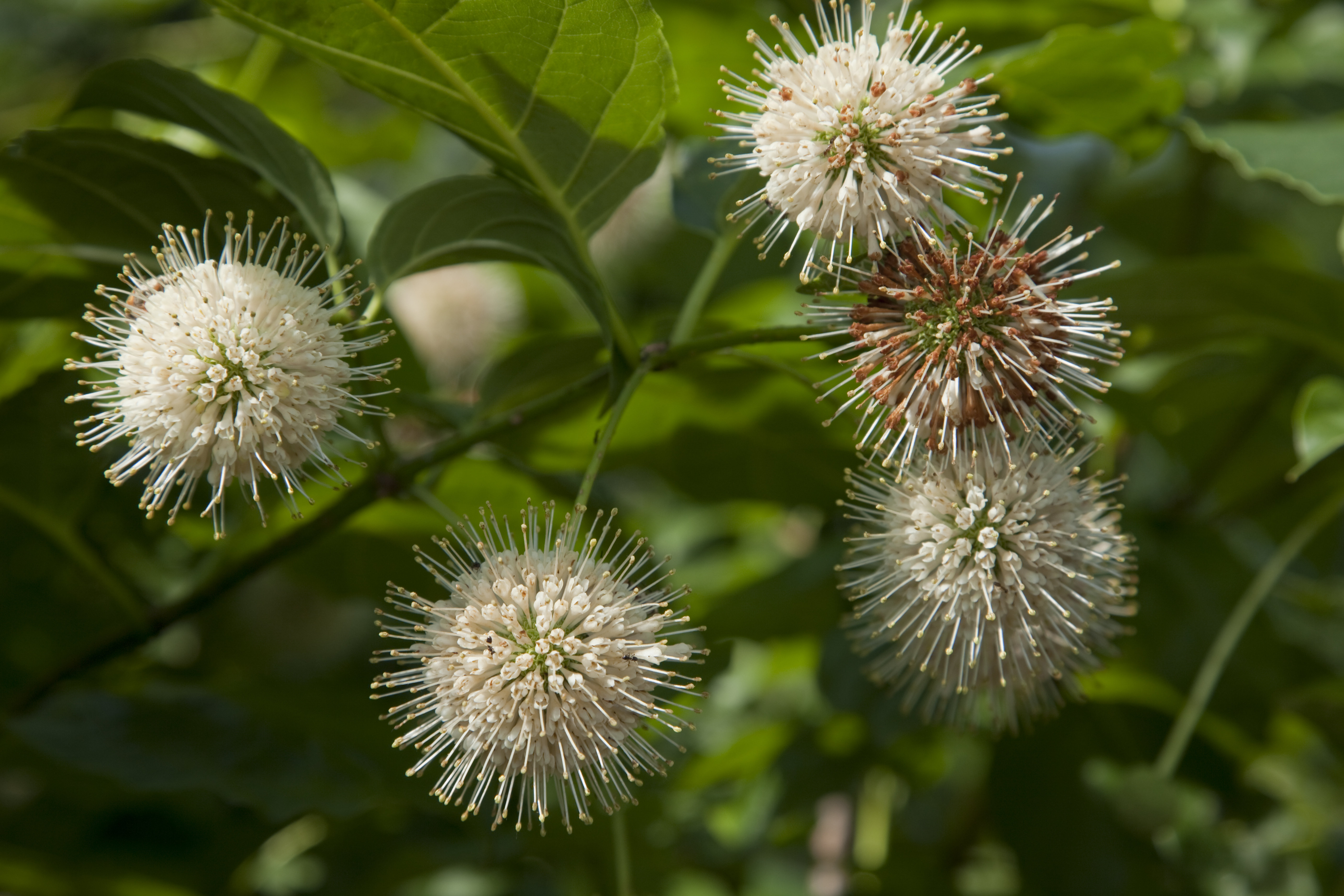 Native paradise Some unusual plants thrive in Kansas soil