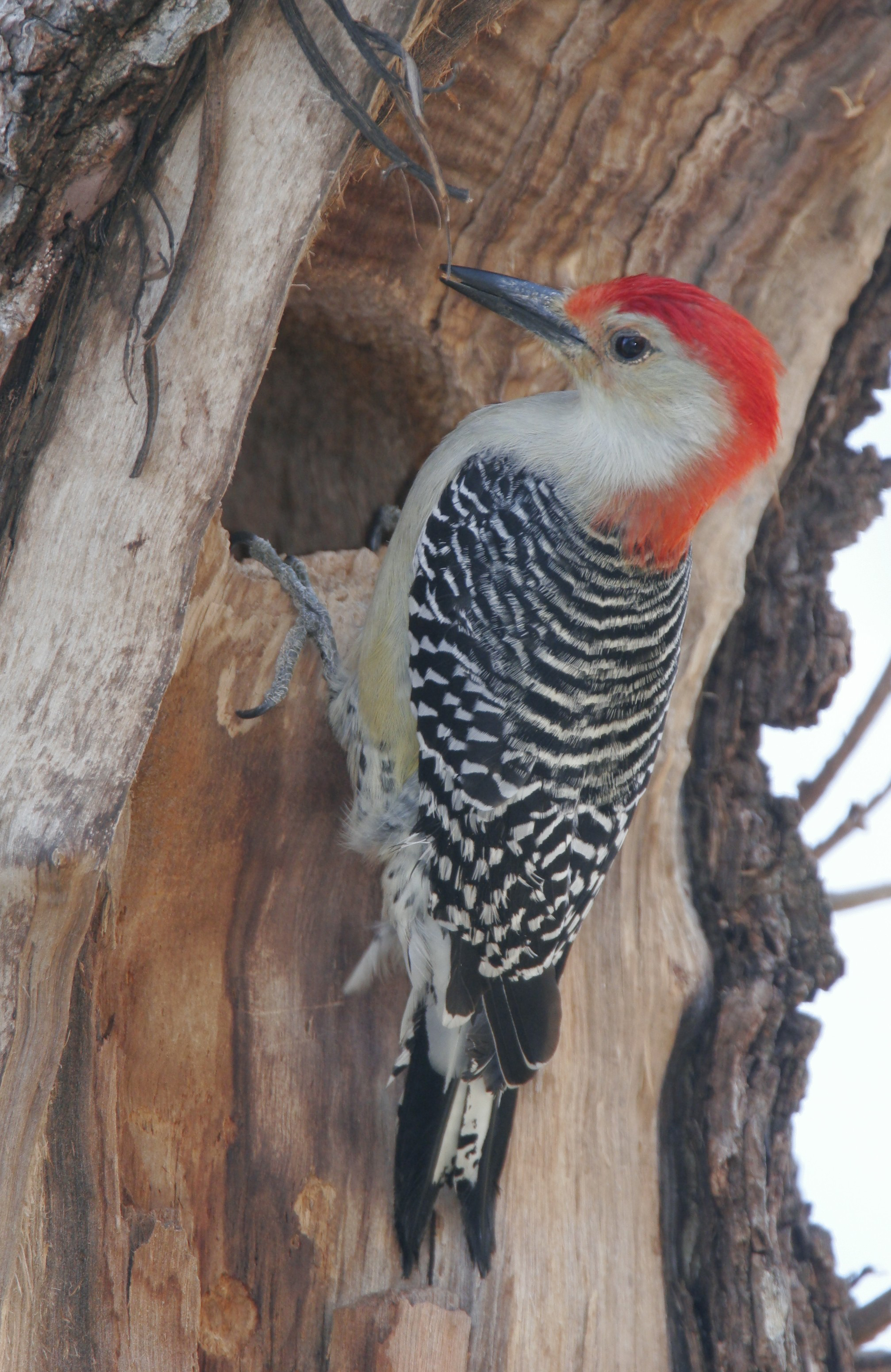 Garden Calendar: Better know a woodpecker | News, Sports, Jobs