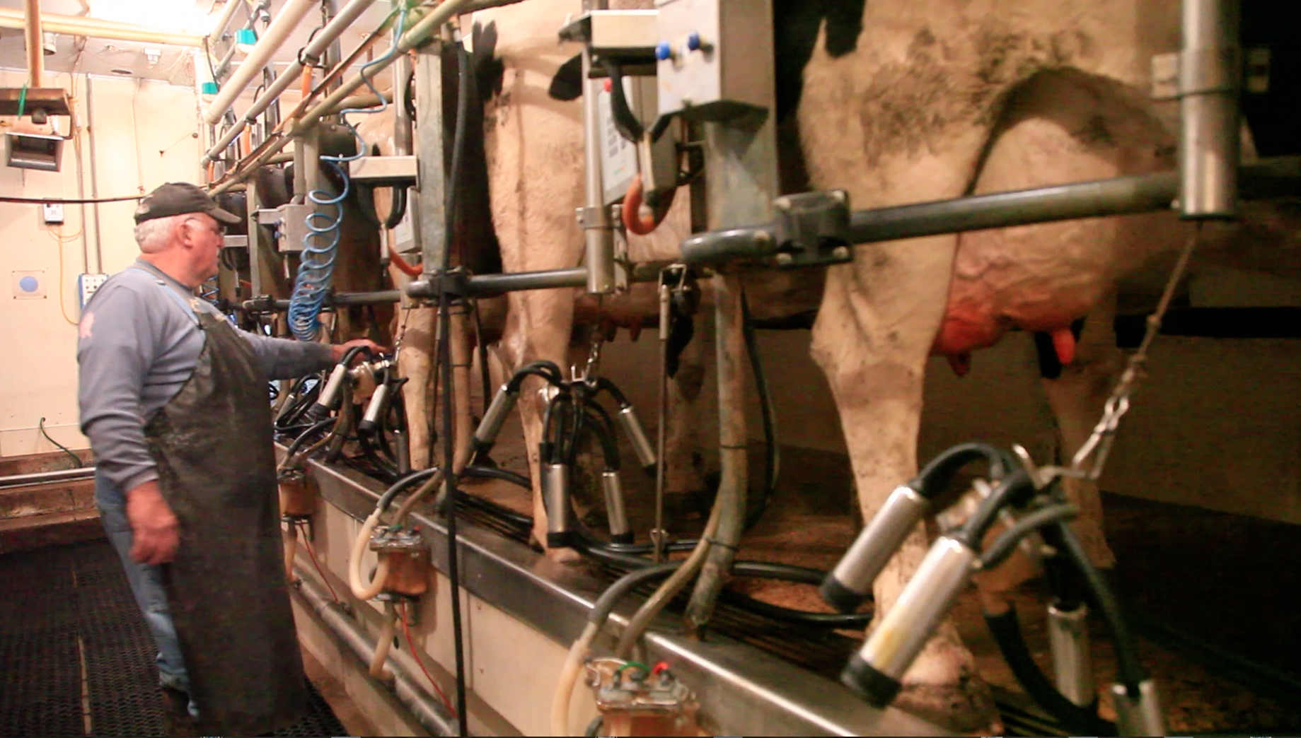 Flory dairy farm selling equipment, taking on different work after 60