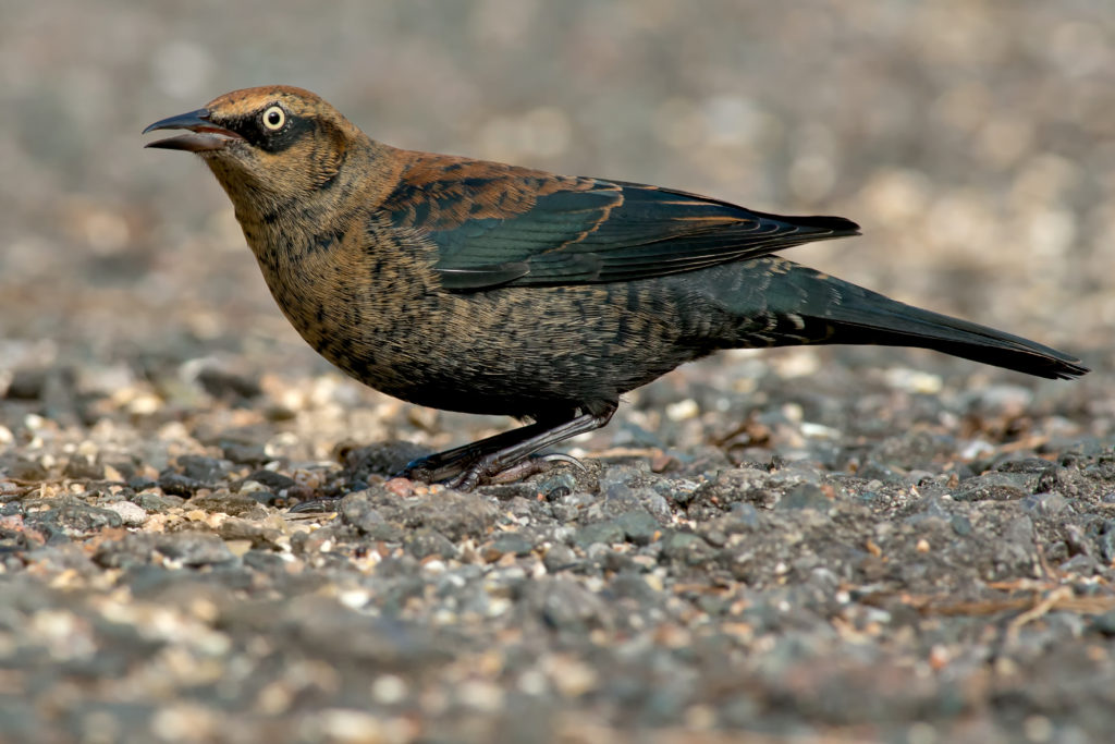 Kansas birdwatchers are keeping an eye out for the Rusty Blackbird