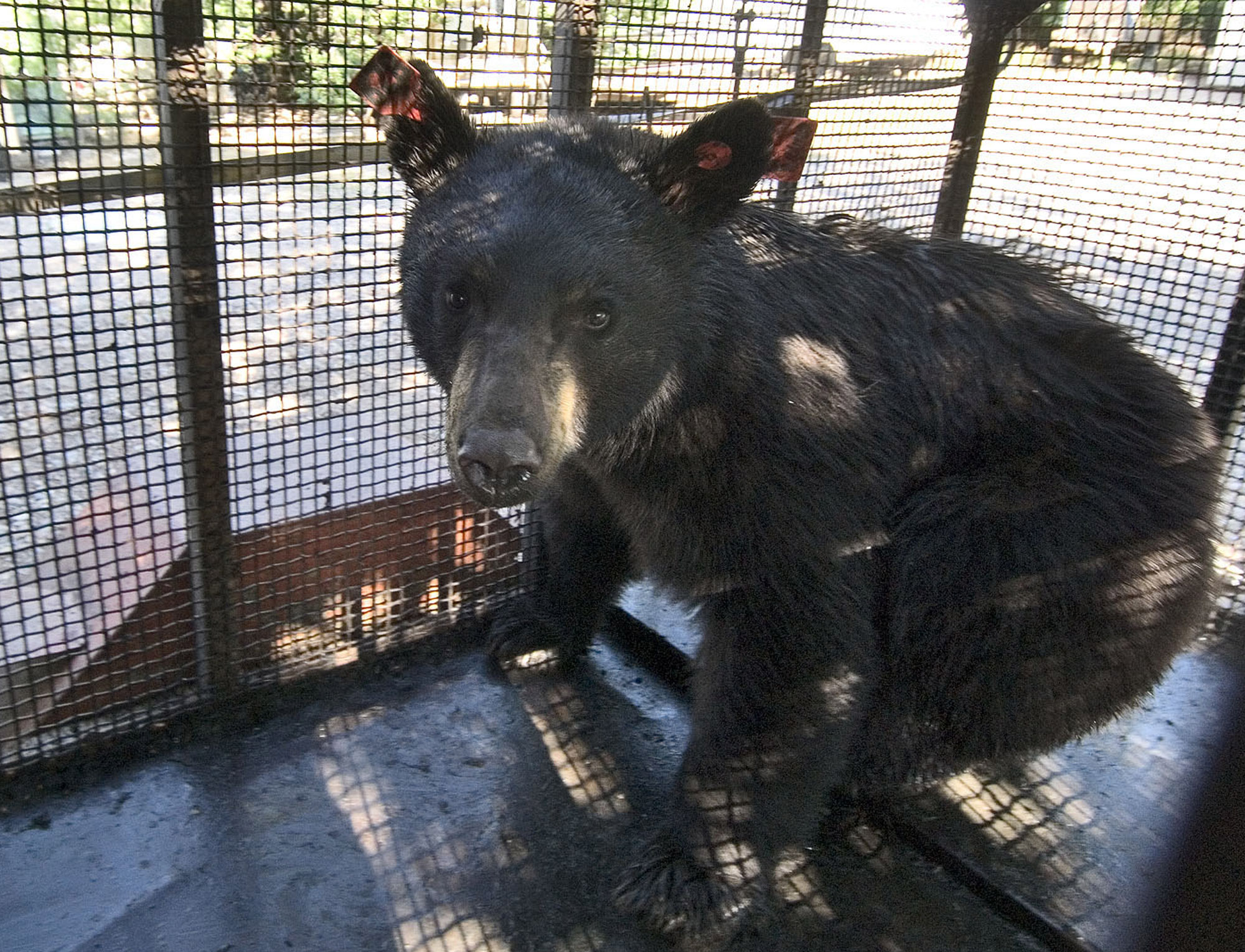 Wild black bear population grows in Kansas News, Sports, Jobs