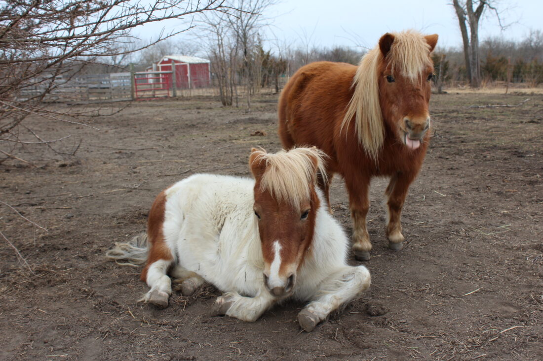 Lawrence sanctuary farm, assisted by scores of rescued critters, advocates for humane education, another way of seeing animals | News, Sports, Jobs - Lawrence Journal-World: news, information, headlines and events in Lawrence, Kansas - Vimarsana News