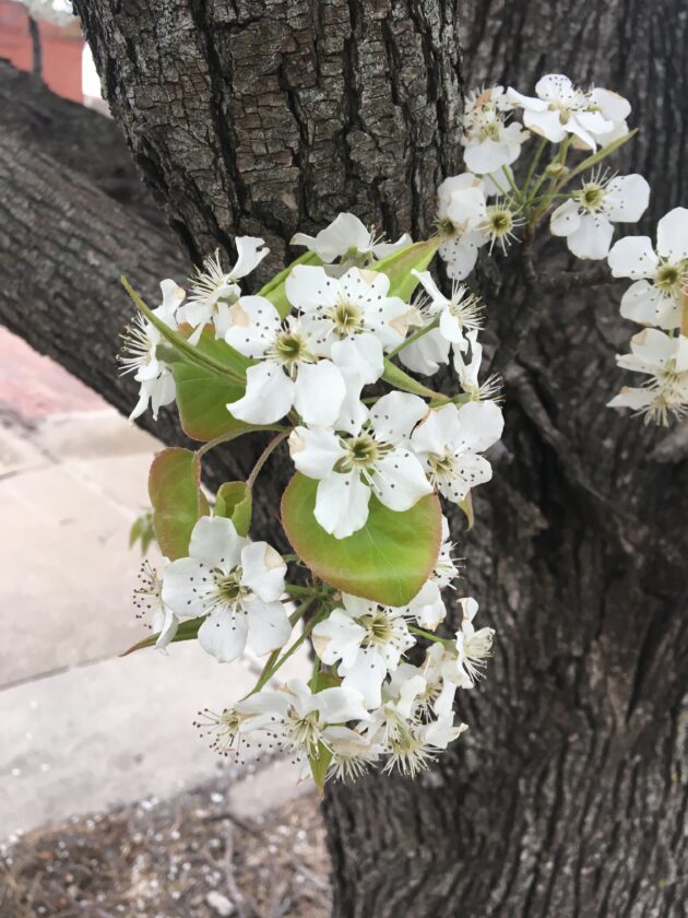 People in Kansas City, Lawrence and Topeka: You can get a good tree for killing a bad one | News, Sports, Jobs - Lawrence Journal-World: news, information, headlines and events in Lawrence, Kansas - Vimarsana News