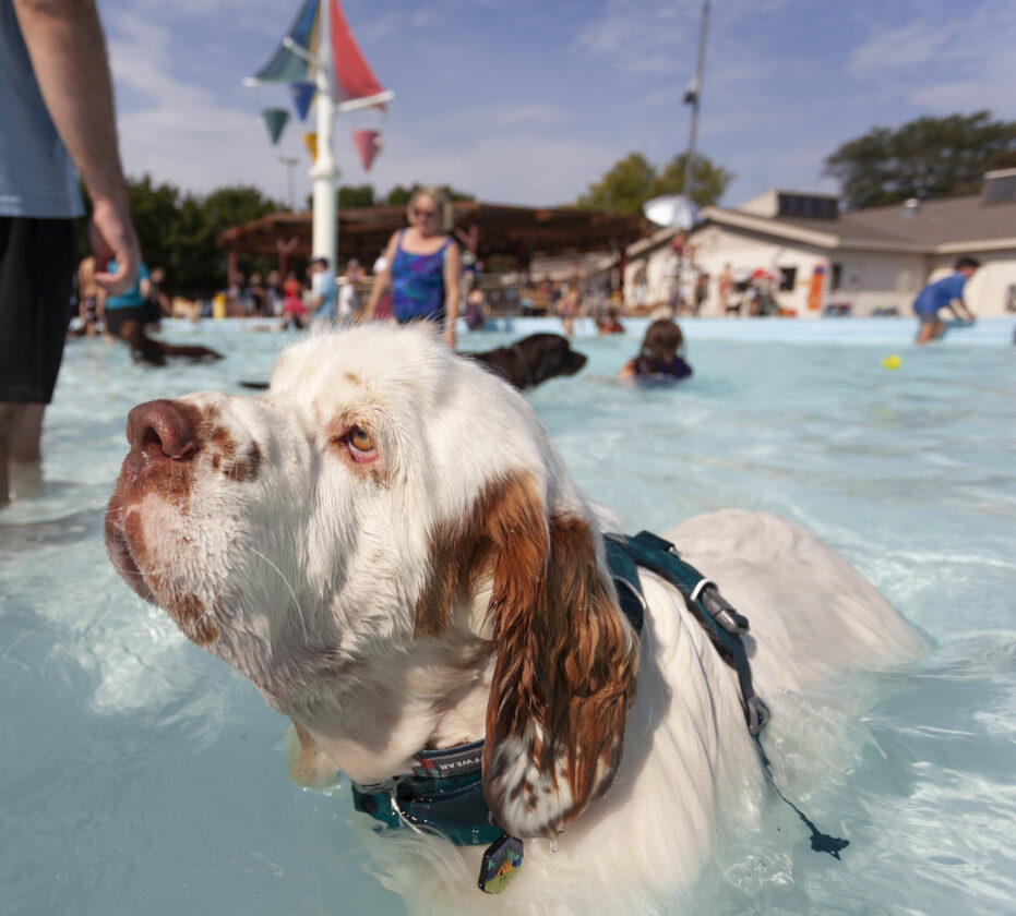 Upcoming events include outdoor activities, music, art, the Pooch Plunge and more | News, Sports, Jobs - Lawrence Journal-World: news, information, headlines and events in Lawrence, Kansas - Vimarsana News