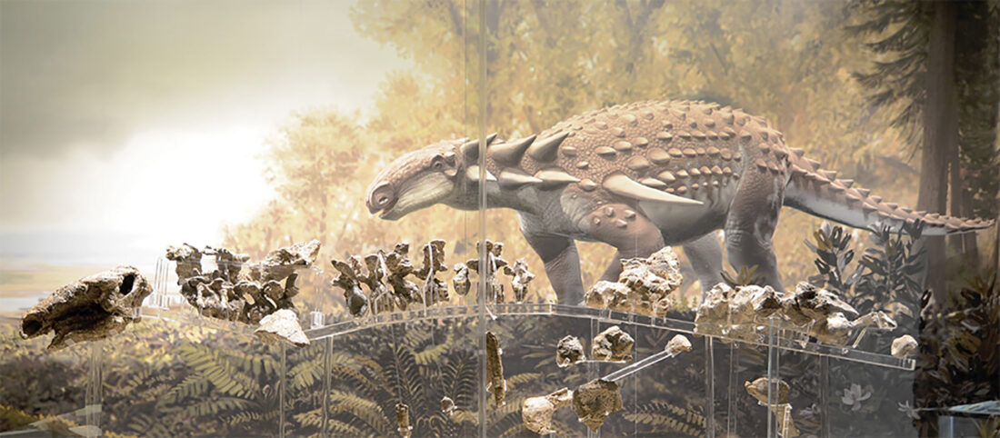 Dinosaur that has resided at KU's Natural History Museum is now the official state land fossil; middle school students lobbied for the designation | News, Sports, Jobs - Lawrence Journal-World: news, information, headlines and events in Lawrence, Kansas - Vimarsana News