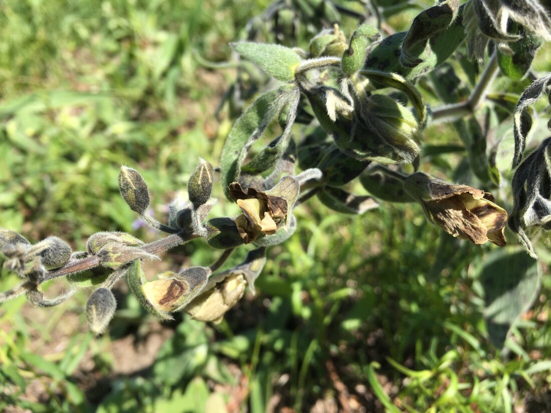 City of Lawrence appears to have sprayed never-plowed remnant prairie with herbicide | News, Sports, Jobs - Lawrence Journal-World: news, information, headlines and events in Lawrence, Kansas - Vimarsana News