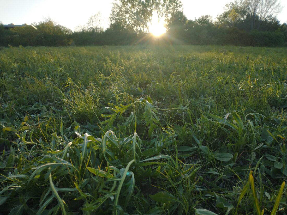 Healing ceremony at recently damaged native prairie to include multiple speakers; parks and rec board to hear update | News, Sports, Jobs - Lawrence Journal-World: news, information, headlines and events in Lawrence, Kansas - Vimarsana News