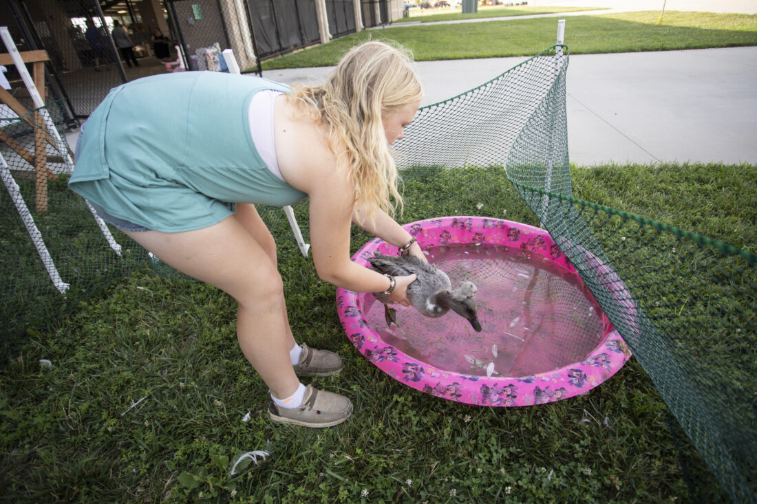 PHOTOS: Fairgrounds sizzle in triple-digit heat as contestants show off their projects | News, Sports, Jobs - Lawrence Journal-World: news, information, headlines and events in Lawrence, Kansas - Vimarsana News