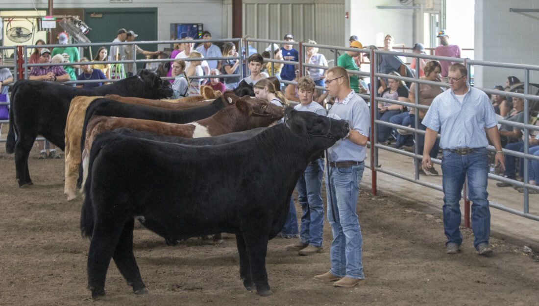 PHOTOS: 4-H participants show off their steers at Douglas County Fair beef show | News, Sports, Jobs - Lawrence Journal-World: news, information, headlines and events in Lawrence, Kansas - Vimarsana News