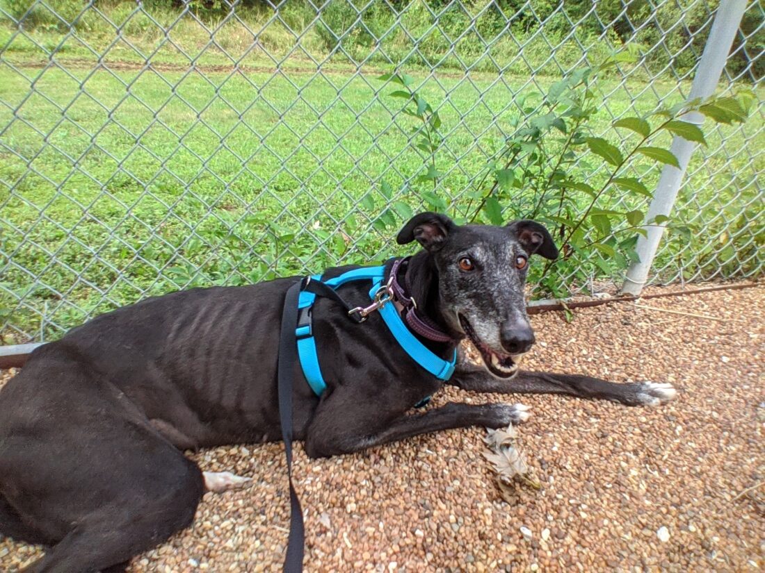 Midnight's Miracle: A small army of dog lovers united to capture a frightened greyhound who had been crisscrossing Lawrence for nearly a month | News, Sports, Jobs - Lawrence Journal-World: news, information, headlines and events in Lawrence, Kansas - Vimarsana News