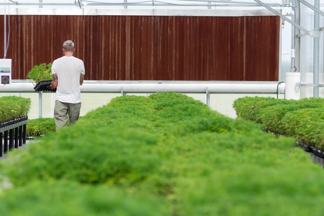 Kansas farmers rushed to grow hemp when it became legal, but now they're ditching it | News, Sports, Jobs - Lawrence Journal-World: news, information, headlines and events in Lawrence, Kansas - Vimarsana News
