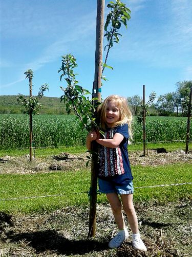Tree sale going on now; seedlings available | News, Sports, Jobs - Vimarsana News