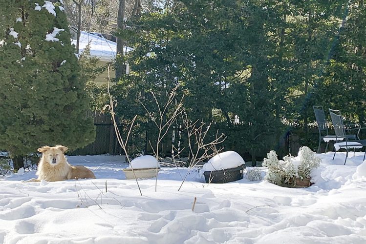 In an anxious winter, the garden still offers consolation | News, Sports, Jobs - Vimarsana News